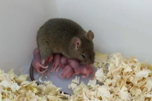 Rüyada Fare Görmek Genel Anlamı Nedir?